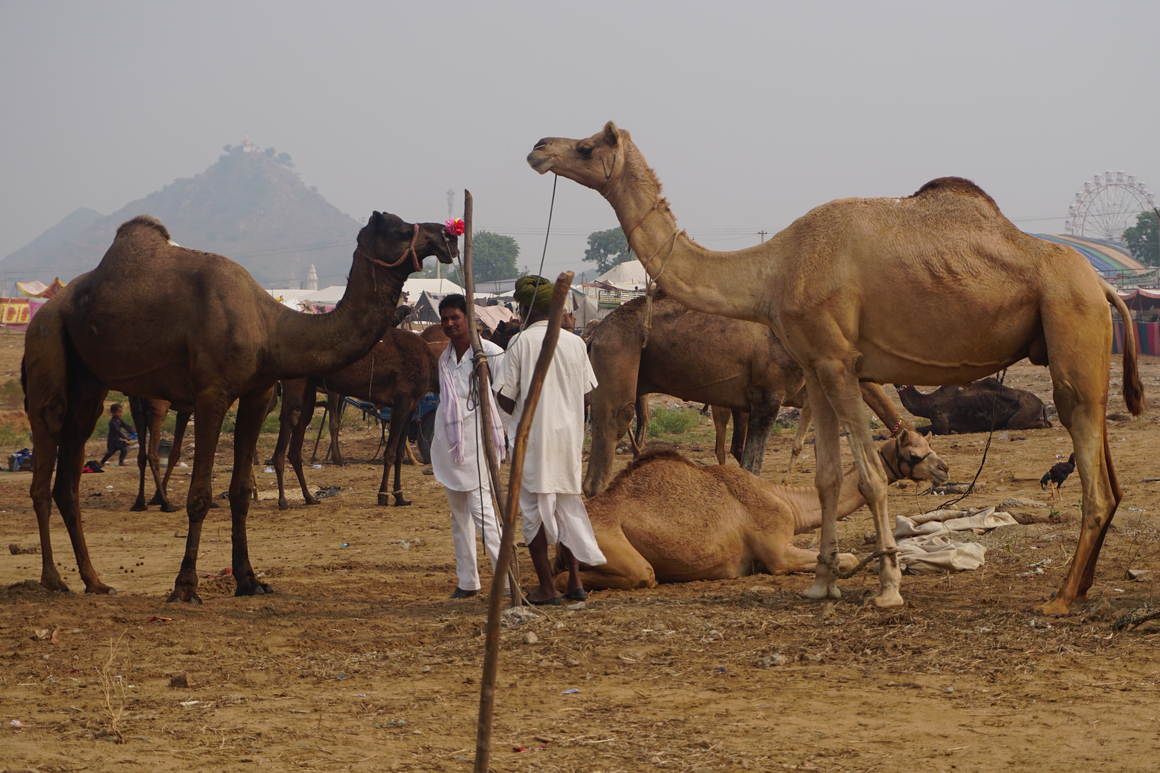 pushkar fair cattle fair camel