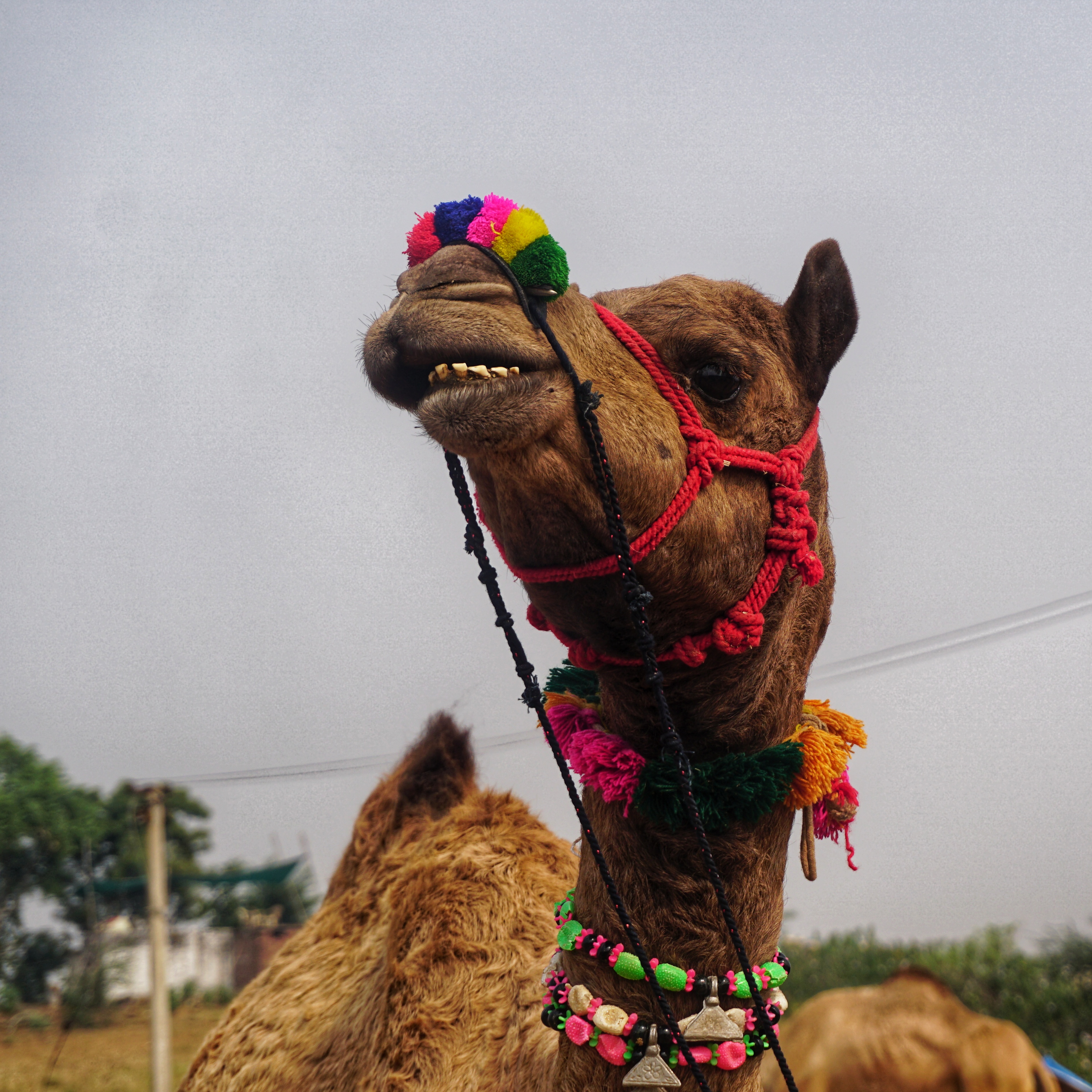 pushkar fair cattle fair camel